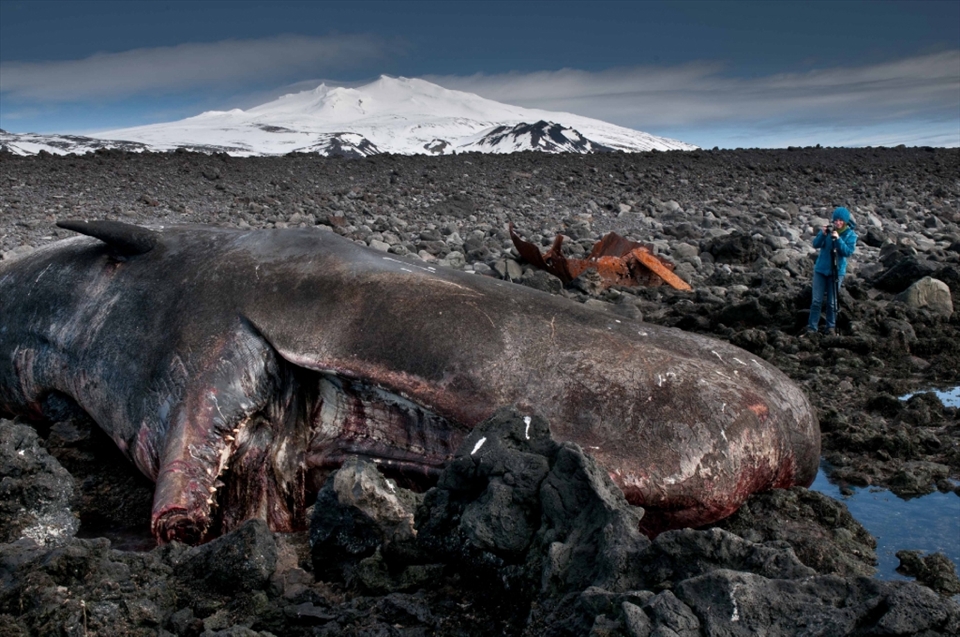 Whatever the circumstances for the end of this whale's journey might have been; In spring 2012, one got the rare opportunity to have a very close look at a magnificent ocean creature right by the entrance to the 