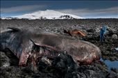 Whatever the circumstances for the end of this whale's journey might have been; In spring 2012, one got the rare opportunity to have a very close look at a magnificent ocean creature right by the entrance to the 