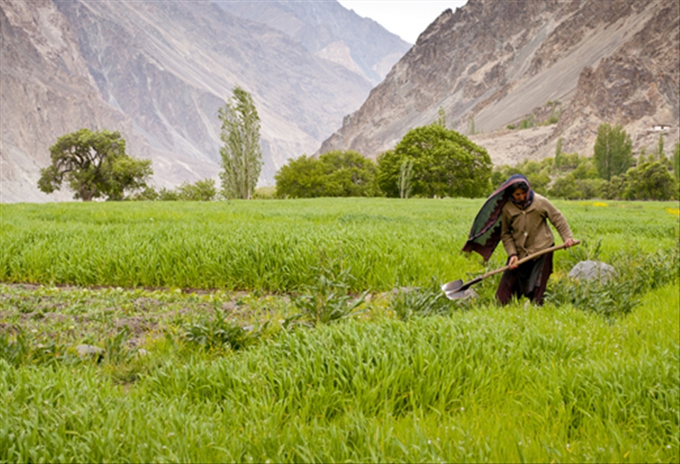 The women of Turtuk, as elsewhere in Ladakh, are adept in agriculture and are a common sight on the fields. This is a custom from the old days: men went away trading, supplied fodder for the animals, or were employed as porters or pony drivers, and women had to manage both homes and farms. 
