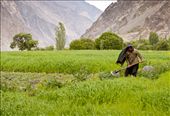 The women of Turtuk, as elsewhere in Ladakh, are adept in agriculture and are a common sight on the fields. This is a custom from the old days: men went away trading, supplied fodder for the animals, or were employed as porters or pony drivers, and women had to manage both homes and farms. : by sandipanmukherjee, Views[1377]
