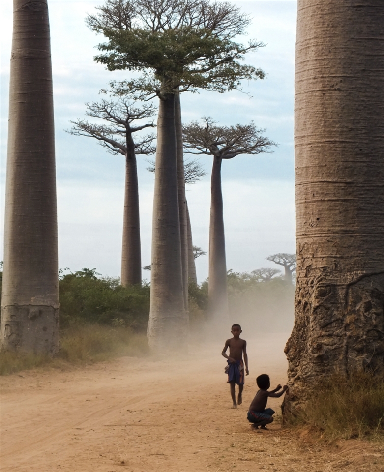 I’ll try to tell in five images the story of the millions of fascinating men and women of Madagascar and of the thousands of living species found nowhere else on Earth. Let’s start our journey on Baobab Alley, an iconic landmark of the country. Baobab trees can live up to a few thousand years and hold an important place in local customs and beliefs. Six of the world’s eight species of baobabs can only be found in Madagascar.