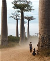 I’ll try to tell in five images the story of the millions of fascinating men and women of Madagascar and of the thousands of living species found nowhere else on Earth. Let’s start our journey on Baobab Alley, an iconic landmark of the country. Baobab trees can live up to a few thousand years and hold an important place in local customs and beliefs. Six of the world’s eight species of baobabs can only be found in Madagascar.: by sandra_ab, Views[642]