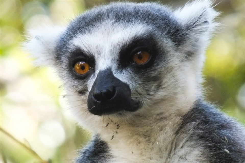Possibly the most iconic animals of Madagascar, lemurs are nonetheless mysterious and elusive creatures, with some new species still being discovered today. However, most populations are sinking fast due to habitat destruction. 