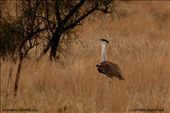 The critically endangered Great Indian Bustard. Only 250 left in the wild now.: by sangeetadhanuka, Views[302]