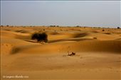 The famed sand dunes of Jaisalmer- tourism thrives on them: by sangeetadhanuka, Views[262]