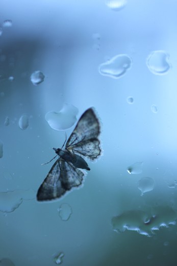 Pest or part of the beauty? All about perspective. 