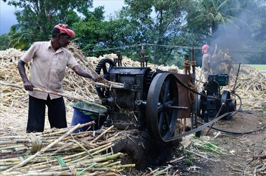 Taking juice from sugar cane