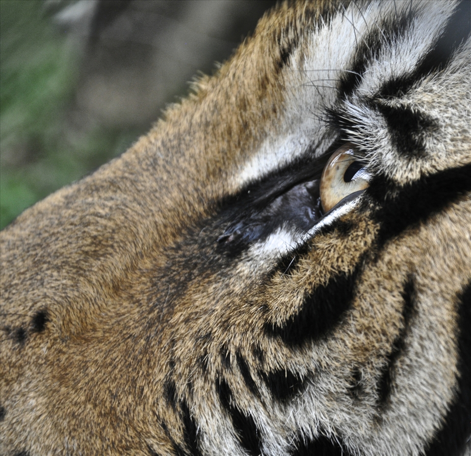The eye of the Tiger. Chiang Mai, Thailand. 