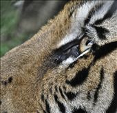 The eye of the Tiger. Chiang Mai, Thailand. : by santiagoespinoza, Views[324]