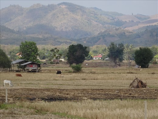 out back window Na NOi house