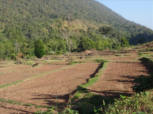 rice terraces up in hills