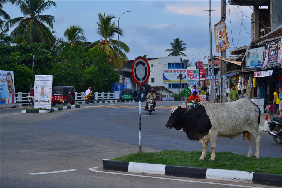 Share is the law. Animals are part of society.