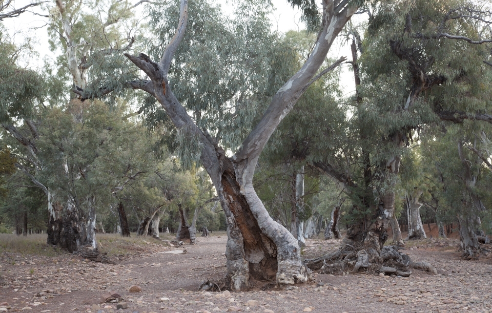 This photo of a tree in the river bed draws me in.  The tree has its arms up.  Is it welcoming me or keeping me away and protecting the trees further down the creek bed.  Its sturdiness and grandeur cannot be ignored.  Through floods and the carving of its trunk by gushing water, and no doubt fires and anything else nature can throw at it, it still stands tall and proud.  With his army of friends behind.