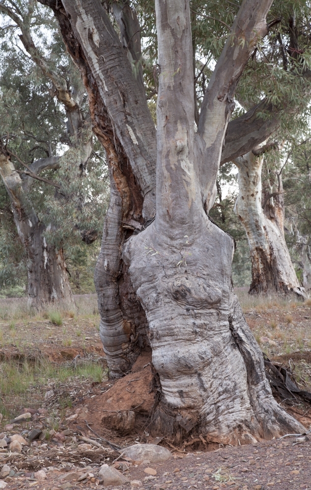 This tree along the creek bed captured me from the moment I saw it.  It looks like the trunk of a person (no arms of course!).  It is a weathered trunk; something that has stood the test of time and seemingly will continue to do so.  Is this nature's construction and way of bringing pseudo human life into the area?  Or a metaphor for the strength of character you need to live in the harsh conditions.