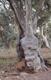 This tree along the creek bed captured me from the moment I saw it.  It looks like the trunk of a person (no arms of course!).  It is a weathered trunk; something that has stood the test of time and seemingly will continue to do so.  Is this nature's construction and way of bringing pseudo human life into the area?  Or a metaphor for the strength of character you need to live in the harsh conditions.: by sarah1971, Views[899]