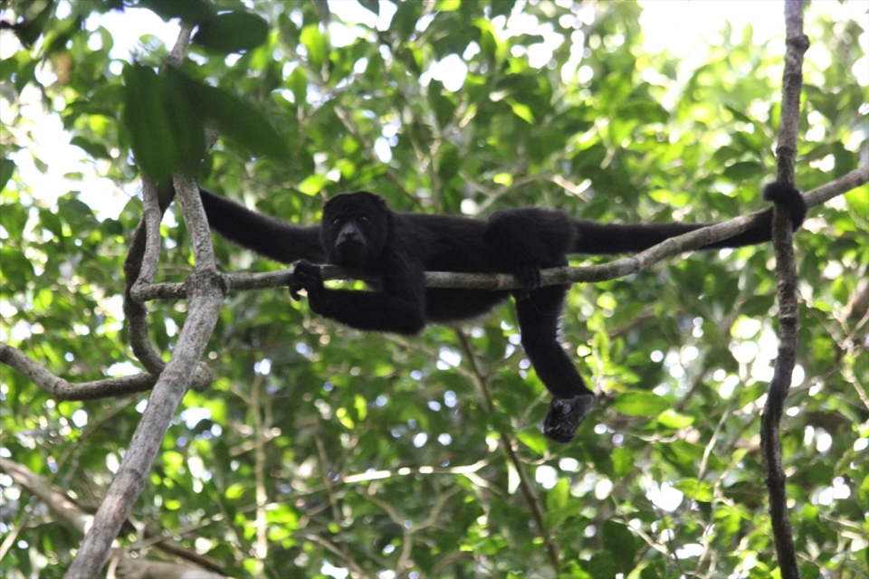 A Howler monkey taken at the Mancalona campsite