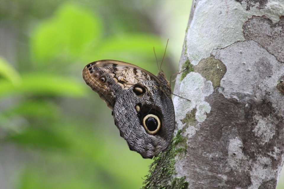 A butterfly with a beautiful eye spot