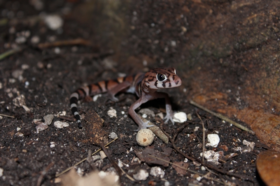 A Leopard gecko found under a tree at night