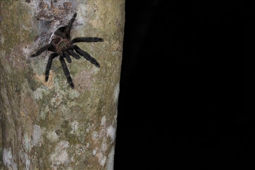The residential tarantula at one of the campsites  