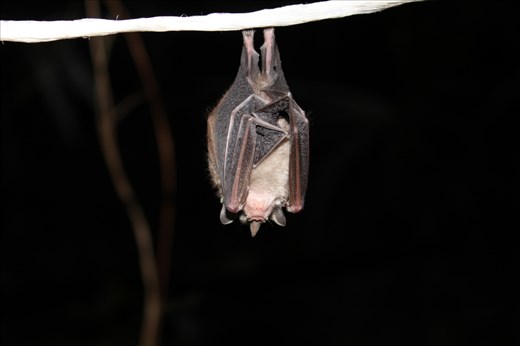 A bat that was caught in one of the bat surveys that did not want to leave