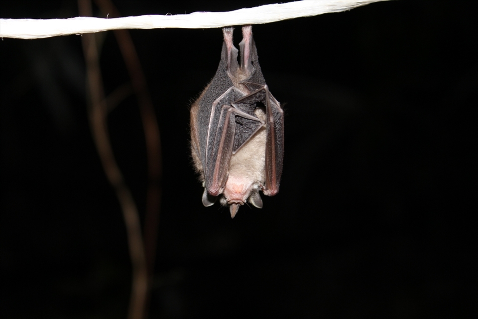 A bat that was caught in one of the bat surveys that did not want to leave