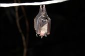 A bat that was caught in one of the bat surveys that did not want to leave: by sarah_e_king, Views[253]