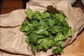 Coriander: by sarahalexandrageorge, Views[249]
