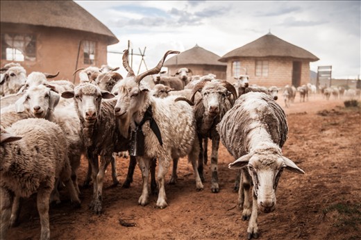 Herd of goats, Malealea