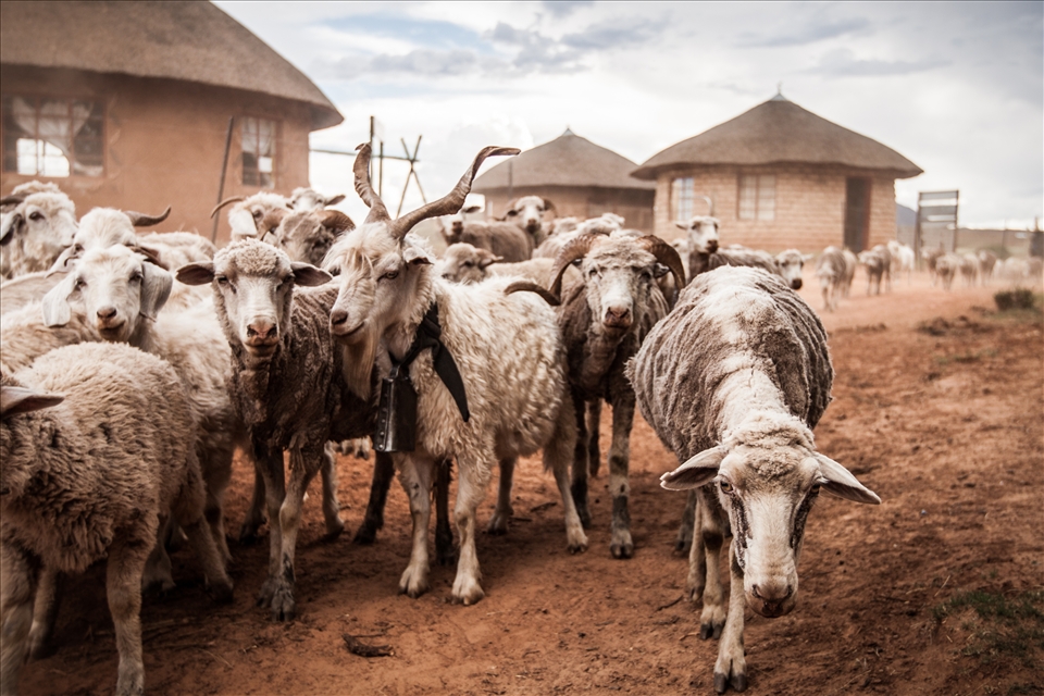 Herd of goats, Malealea