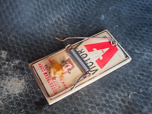 Preparing the mouse trap