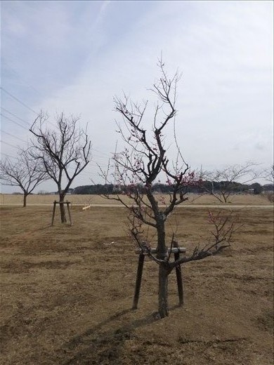 As our trip took place towards the end of winter, we were able to see some plum blossoms blooming as spring was commencing. This is cause for celebration indeed after the long cold months that the Japanese had just been through. The brightness of the pink provides a welcome contrast with the bleak winter landscape and the sharp angles of the leafless tree.