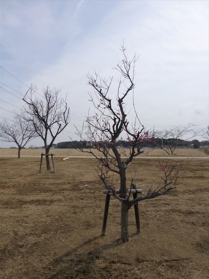 As our trip took place towards the end of winter, we were able to see some plum blossoms blooming as spring was commencing. This is cause for celebration indeed after the long cold months that the Japanese had just been through. The brightness of the pink provides a welcome contrast with the bleak winter landscape and the sharp angles of the leafless tree.