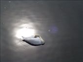 Walking across a bridge of a stream from the lake gave us an excellent view of three swans that swam past underneath us. Just as I was walking away, I noticed the brilliant reflection of the sun right on the surface of the water where one of the swans was resuming its nap. The radiant light captured the purity of such an elegant creature as this.: by sarahdenim, Views[364]