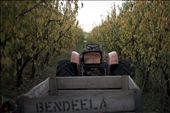 Located in rural New South Wales, Bendeela Orchard is a privately owned and maintained fruit orchard.: by sarahdoherty, Views[428]