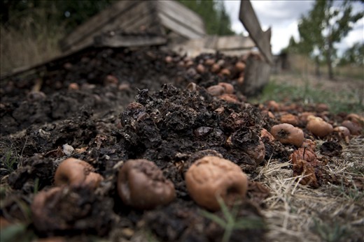 Due to competition with larger wholesale companies, it has simply become impossible to earn a stable income off the understaffed Bendeela orchard.
