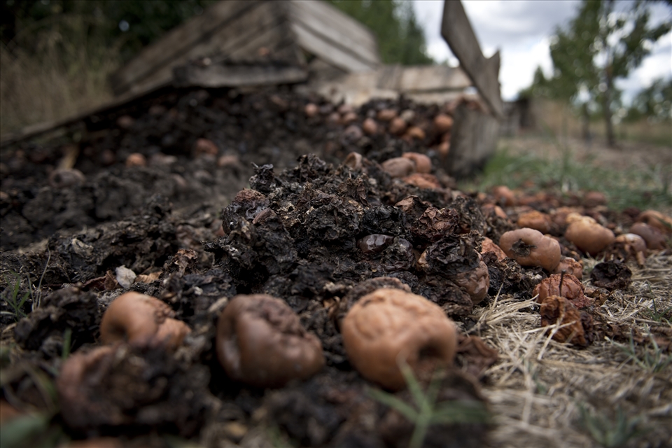 Due to competition with larger wholesale companies, it has simply become impossible to earn a stable income off the understaffed Bendeela orchard.