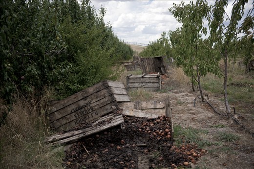 Recently the owners have been forced to bulldoze the trees and rows of rotting fruit crates, and reappropriate the land for a more viable purpose.