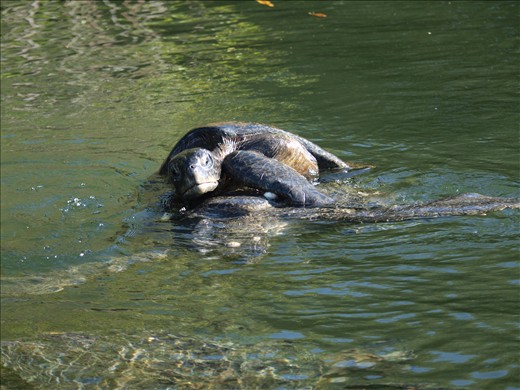 Mating sea turtles