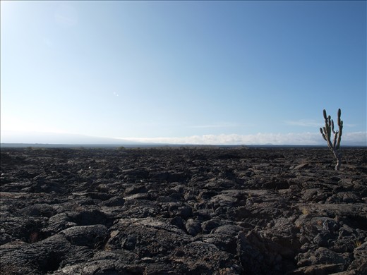 Lava Fields