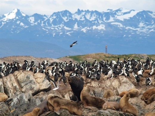 Sea life in Beagle Channel