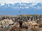 Sea life in Beagle Channel: by saraheturpin, Views[715]