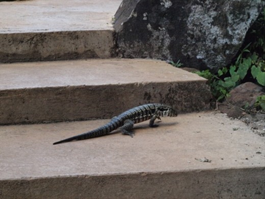 Lizard at Iguazu Falls