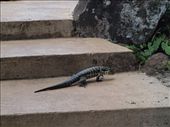 Lizard at Iguazu Falls: by saraheturpin, Views[253]