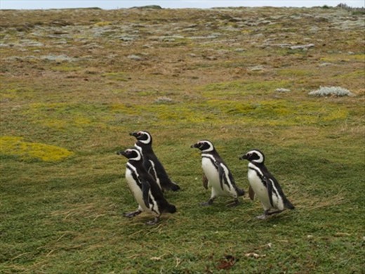 Otway Sound Penguin Colony