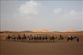 Slowly the group makes its way into the desert, leaving behind buildings for numerous rolling dunes of increasingly size. As  the camels instinctually follow the camel in front of them, one guide leaves his grouping behind another to veer off and blaze his own side path.: by sarahewentz, Views[216]