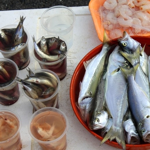 Cups of caught fish line across the Galata Bridge on stools as fisherman continue their long day of fishing. The migration of fish in Autumn causes a frenzy as fisherman with multiple hooks line the Bosphorus river looking to catch a variety of fish including the Lufer and Mackerel.
