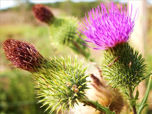 Wild flowers growing along the fence