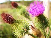 Wild flowers growing along the fence: by sarahjane, Views[228]