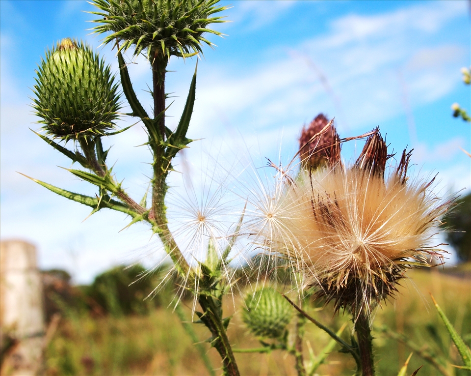 Cirsium vulgare growing wild