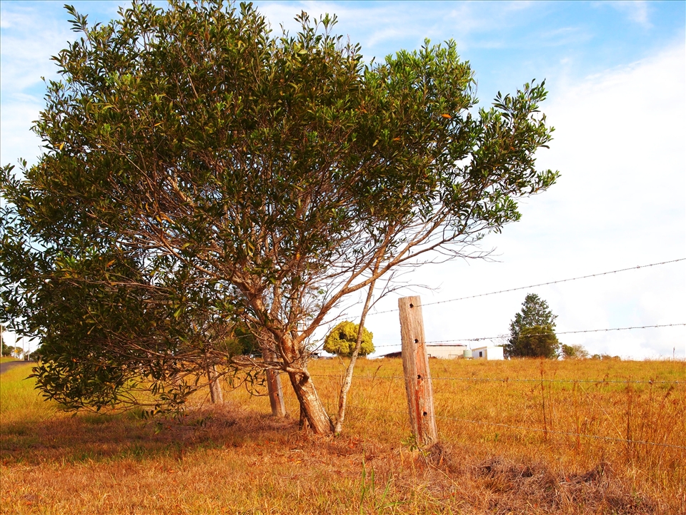 Rabbit Proof Fence